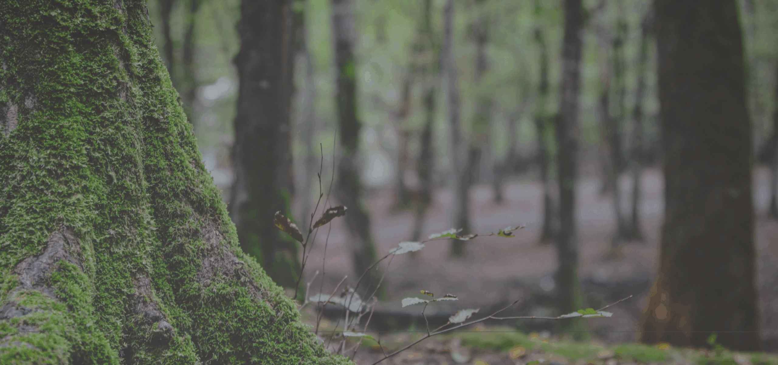 HumanKind-MS-webpage-banner-3-scaled